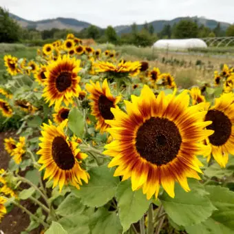 Sunflower 'Ring of Fire' (Helianthus annus) - Seed AS