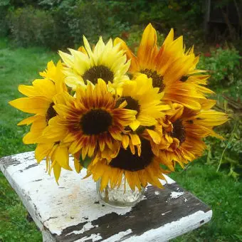 Sunflower 'The Serah and Sarah Mix' (Helianthus annus) - Seed AS