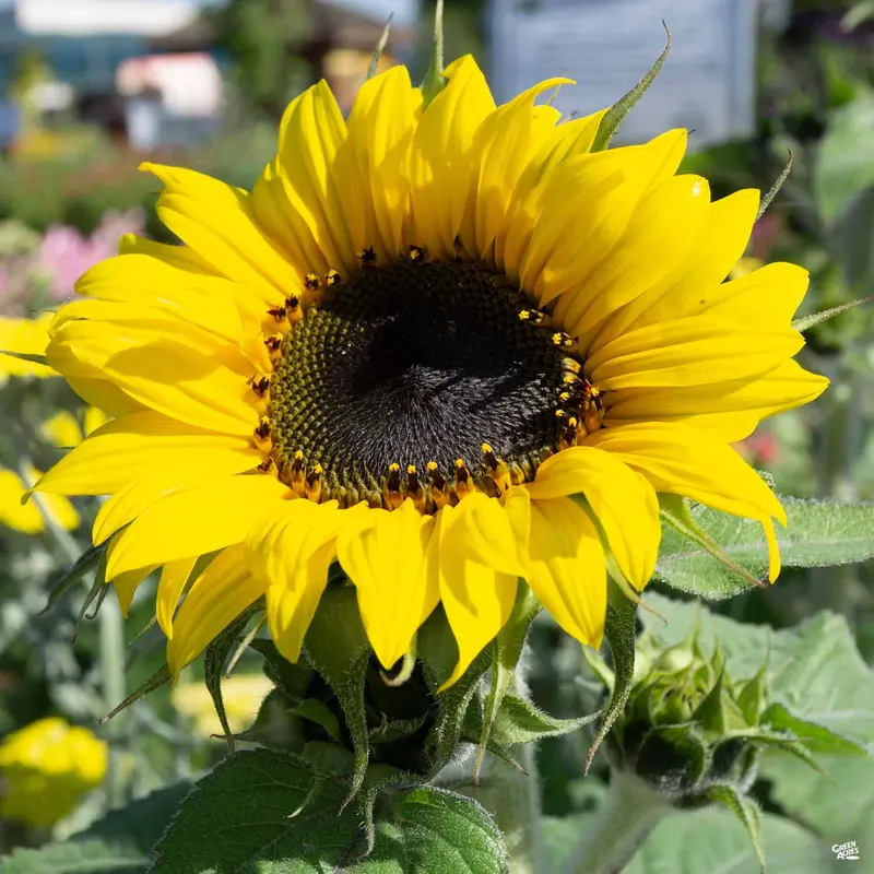 Sunflower
