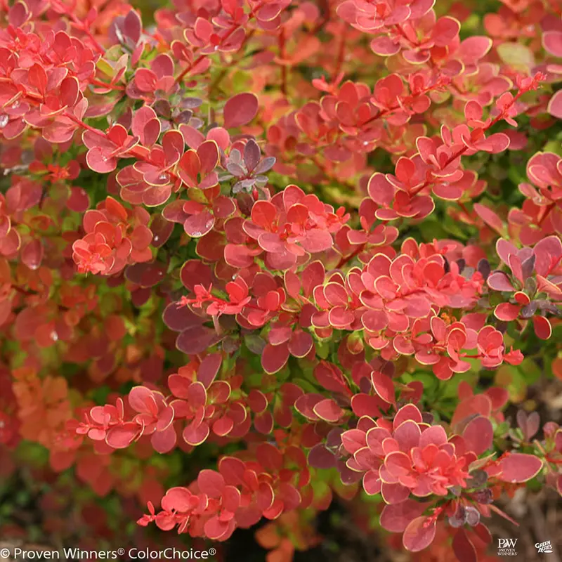 Sunjoy® Tangelo™ Barberry