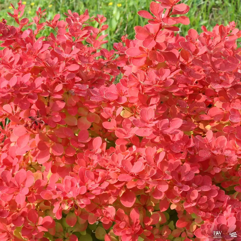 Sunjoy Neo® Barberry