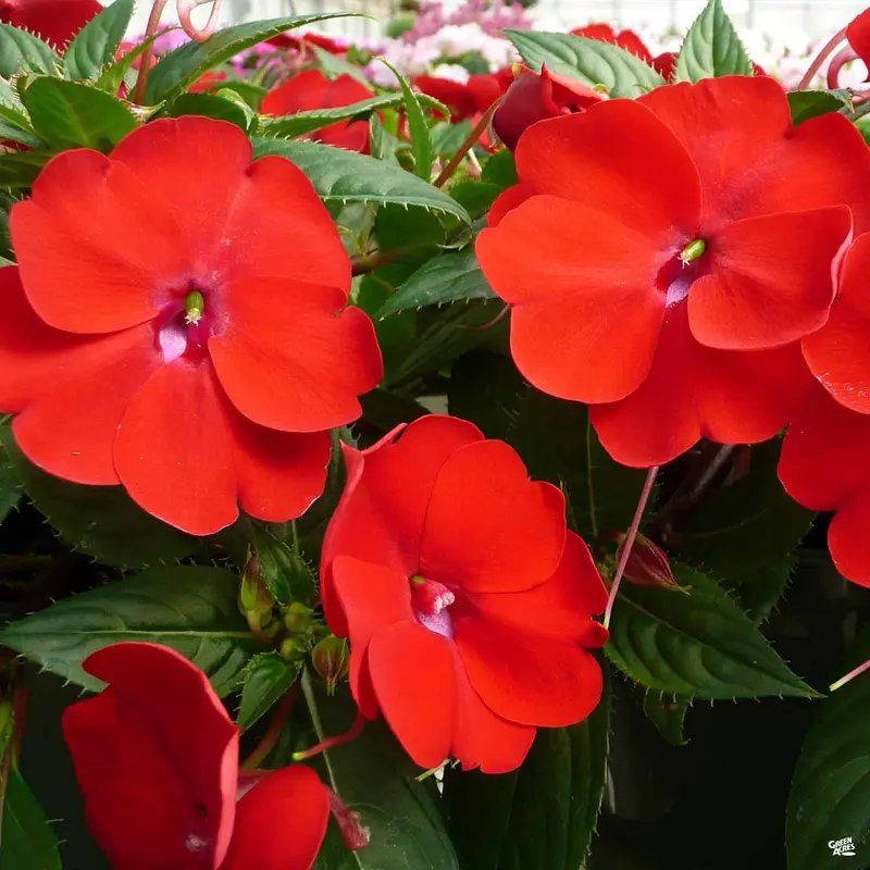 SunPatiens®