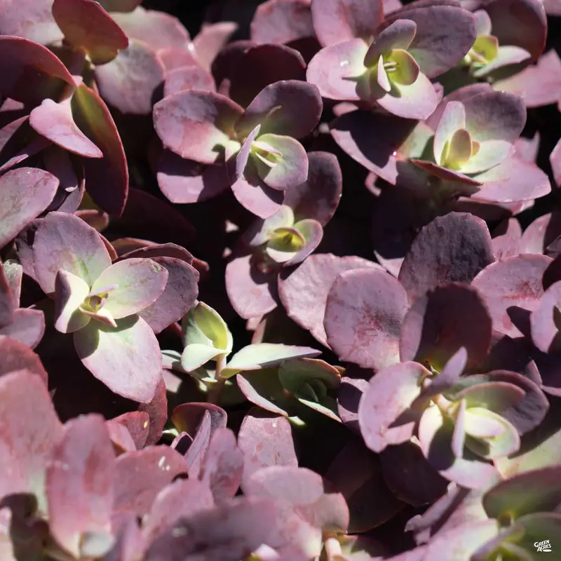 Sunsparkler® Cherry Tart Sedum