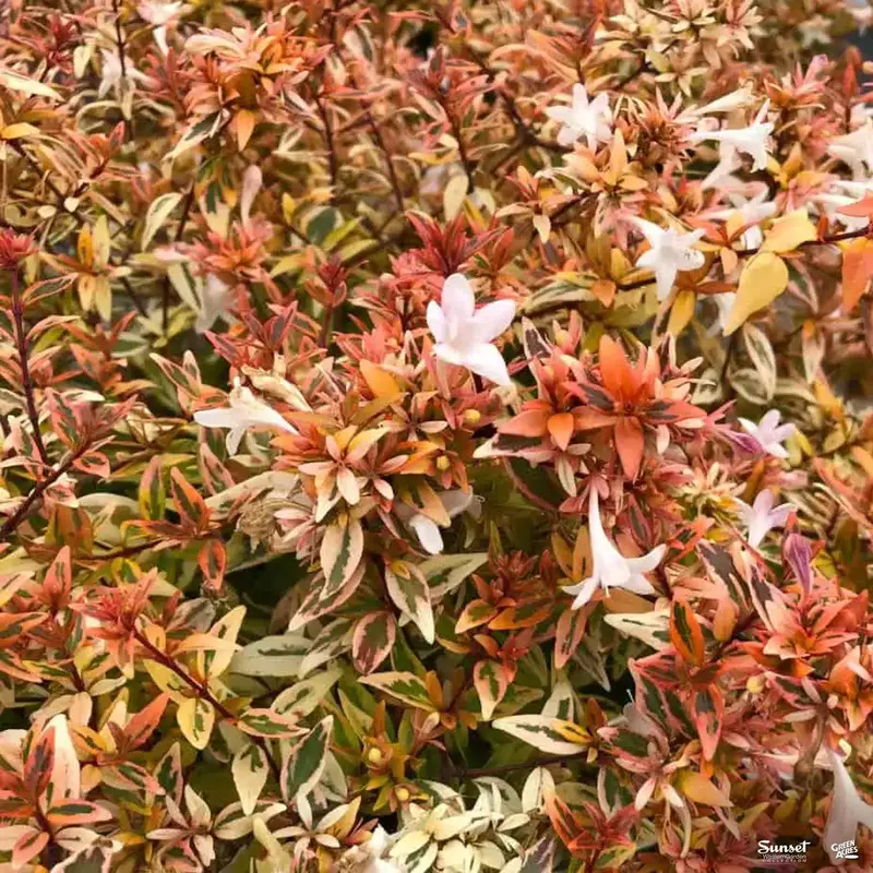 Suntastic™ Peach Abelia