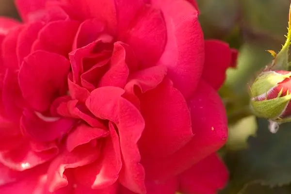Super Hero Rose
