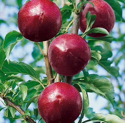 Superior Plum