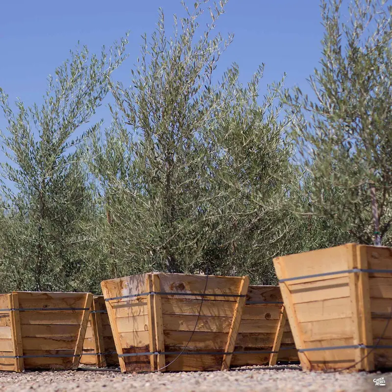 Swan Hill Olives® Fruitless Olive Multi-Trunk