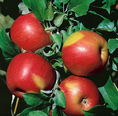 Sweet Sixteen Apple