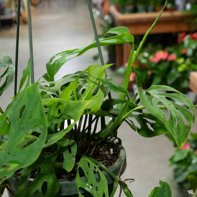 Swiss Cheese Plant