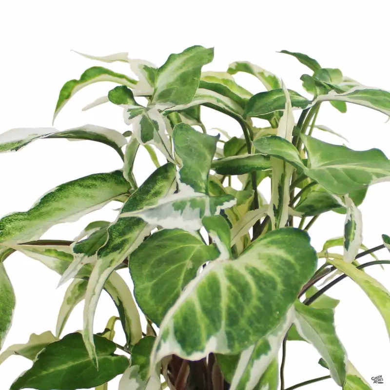 Syngonium 'Starlight'