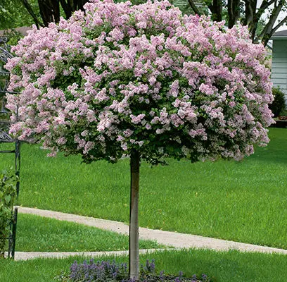 Syringa - Dwarf Korean Lilac
