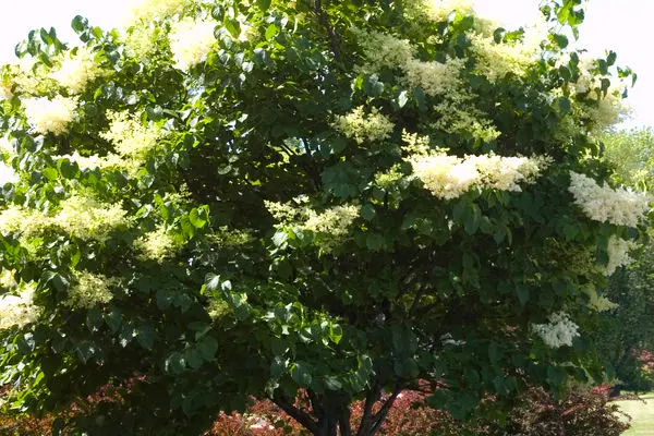 Syringa- Japanese Tree Lilac -White