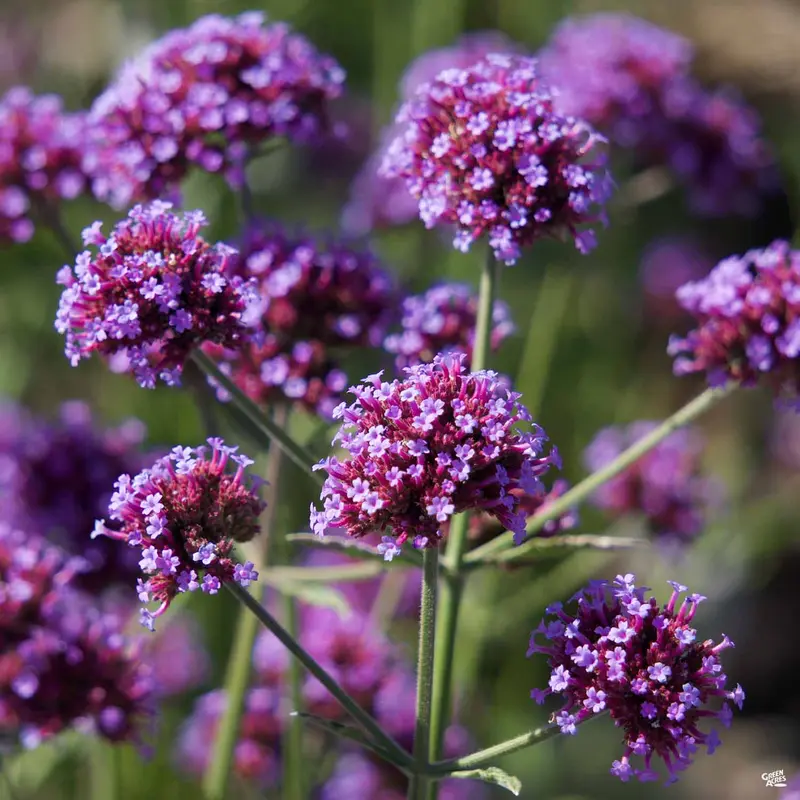Tall Verbena ‘Meteor Shower’