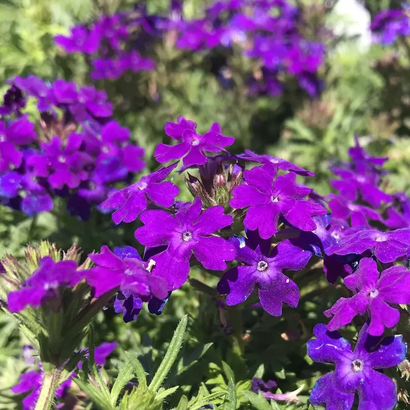 Tapien® Verbena
