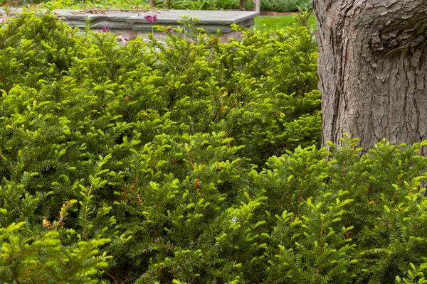 Taxus- Taunton Spreading Yew