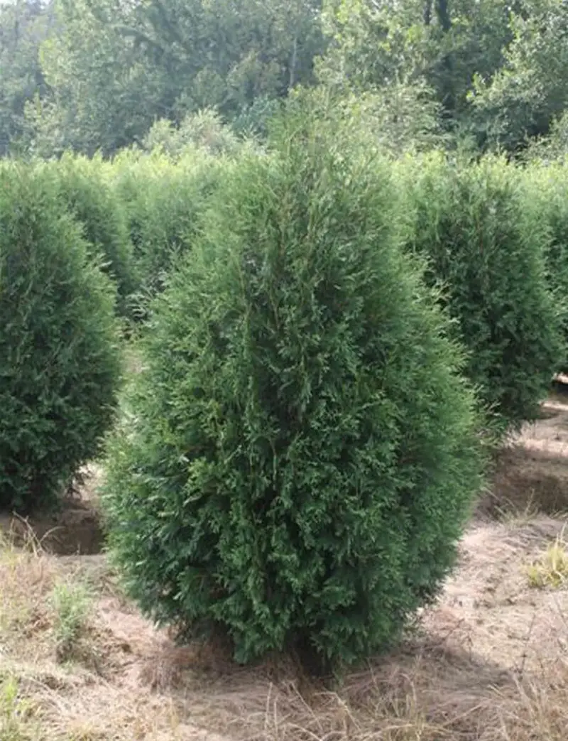 Thuja - Techny Arborvitae-4'