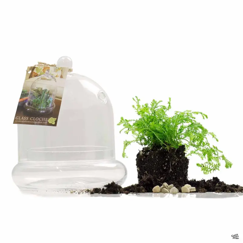 Terrarium Cloche 4.75"