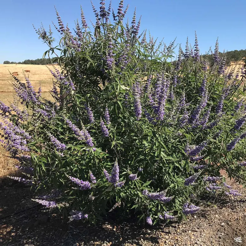 Texas Lilac Multi-Trunk