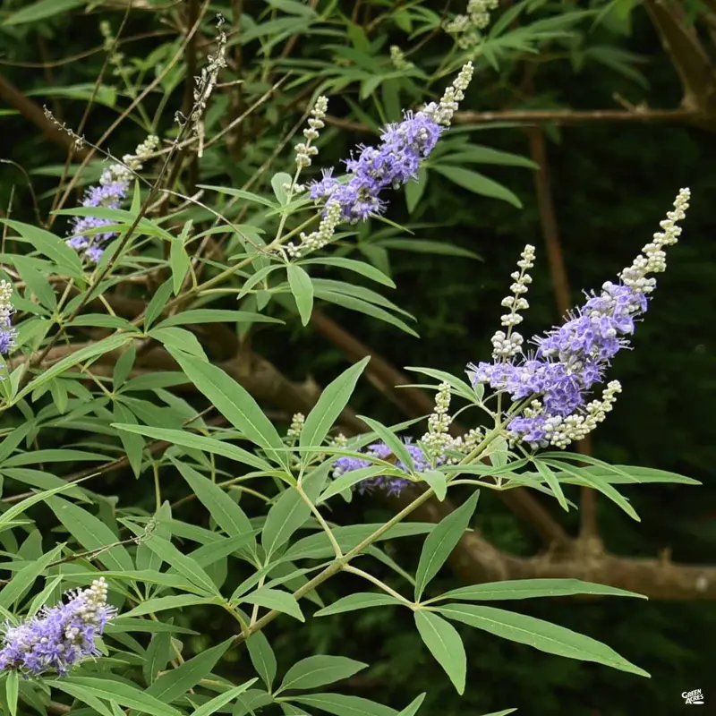 Texas Lilac 'Shoal Creek'