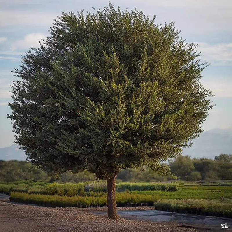 Texas Live Oak 'Joan Lionetti'