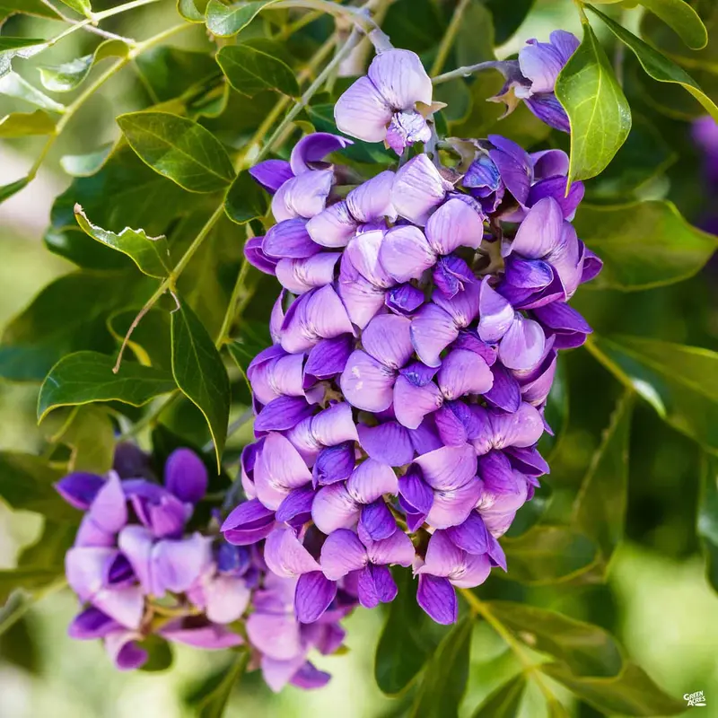 Texas Mountain Laurel