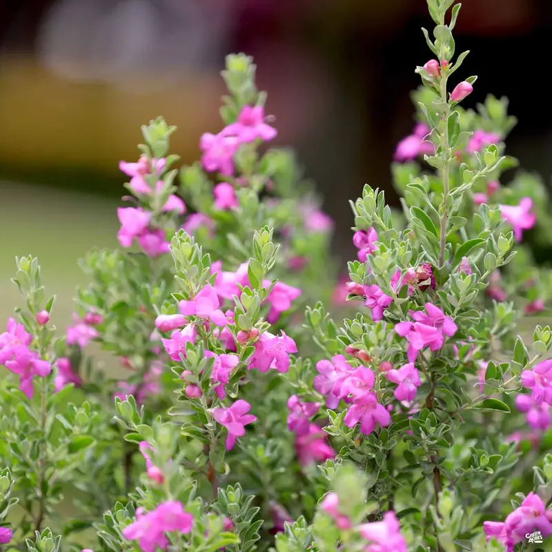 Texas Ranger 'Green Cloud'