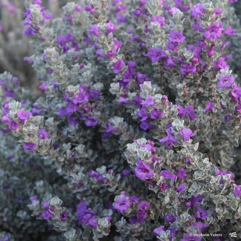Texas Ranger 'Microburst'