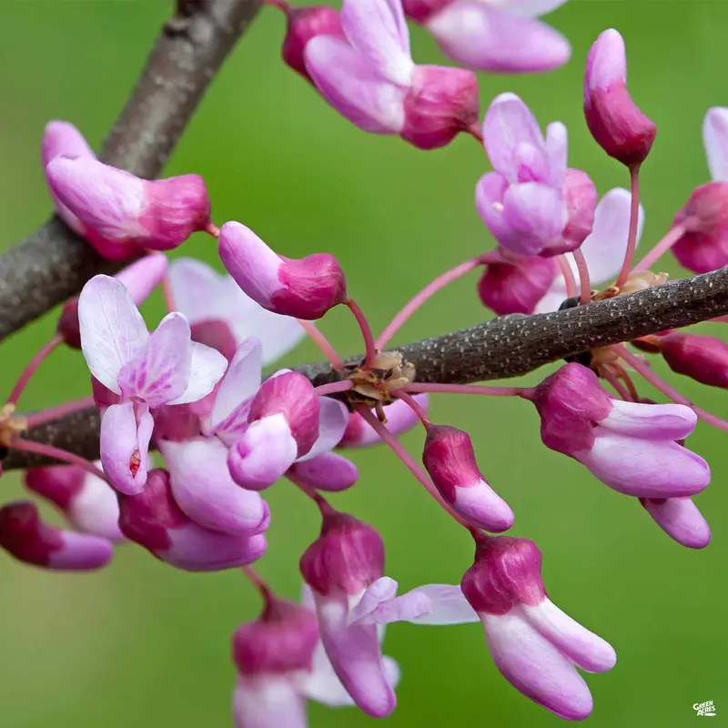 The Rising Sun™ Eastern Redbud