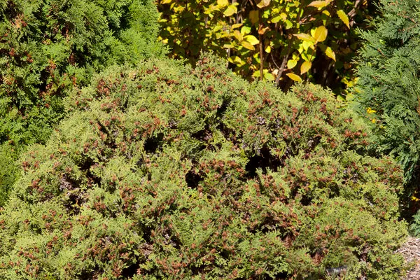 Thuja - Hetz Midget Arborvitae-2 Gallon
