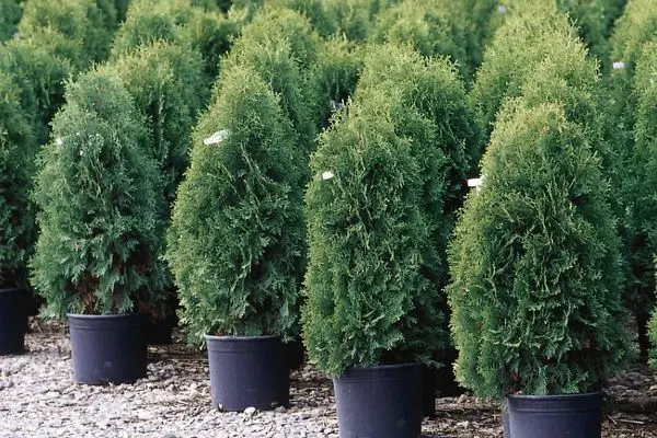 Thuja- Techny Arborvitae-3'