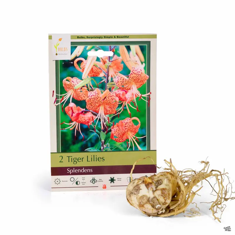 Tiger Lily 'Splendens'