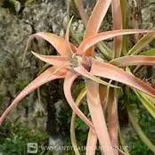 Tillandsia capitata Peach (Air Plant)