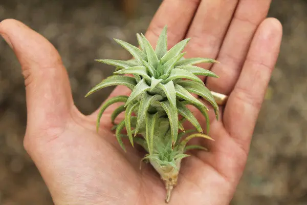 Tillandsia ionantha v. vanhyningii (Air Plant)