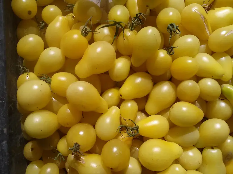 Tomato, Dr. Carolyn Cherry - Seed SRC