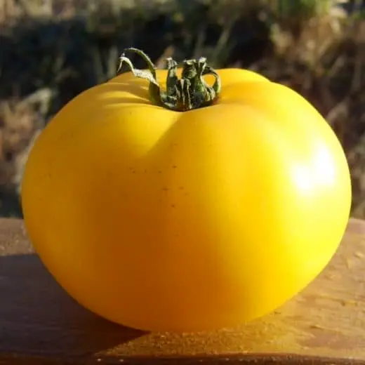 Tomato 'Native Sun' (Solanum lycopersicum) - Seed AS