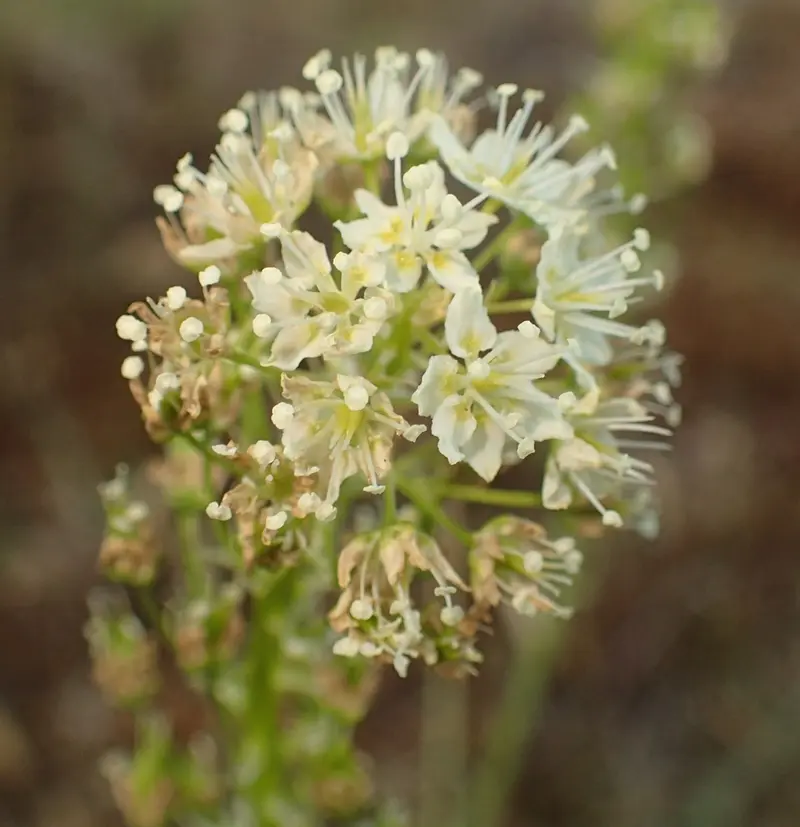 Toxicoscordion venenosum (Meadow Death Camas)