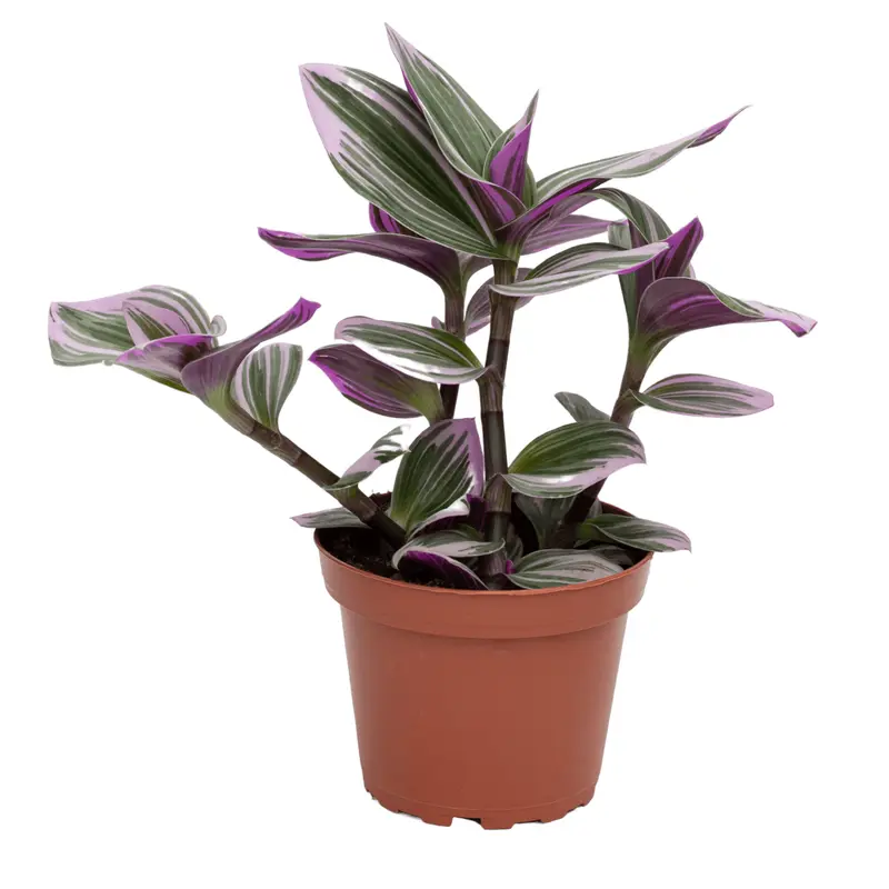 Tradescantia albiflora 'Nanouk' (Inch Plant)