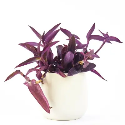 Tradescantia pallida 'Purple Heart' (Inchplant)