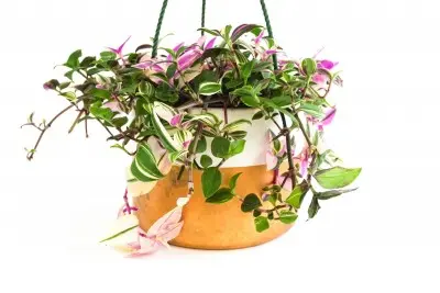 Tradescantia tricolor 'Pink Princess' (Inch Plant)