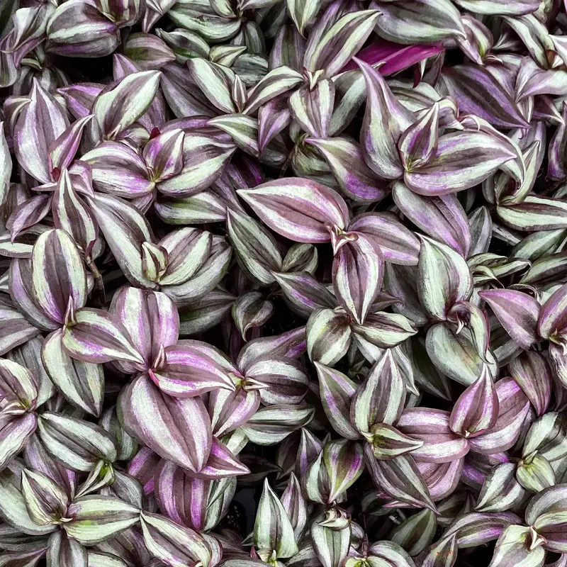 Tradescantia zebrina 'Purple' (Inch Plant)
