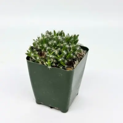 Trichodiadema densum (Miniature Desert Rose)