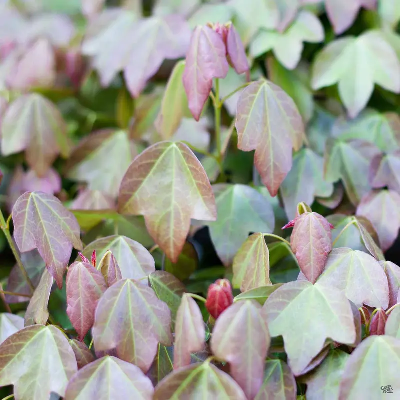 Trident Maple