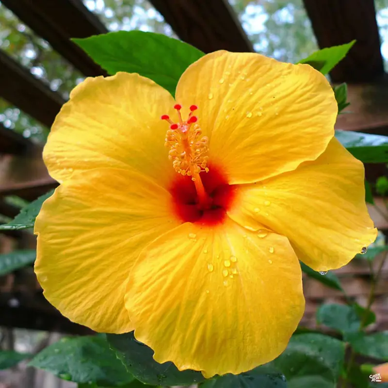 Tropical Hibiscus