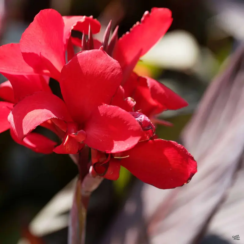 Tropicanna® Black Canna