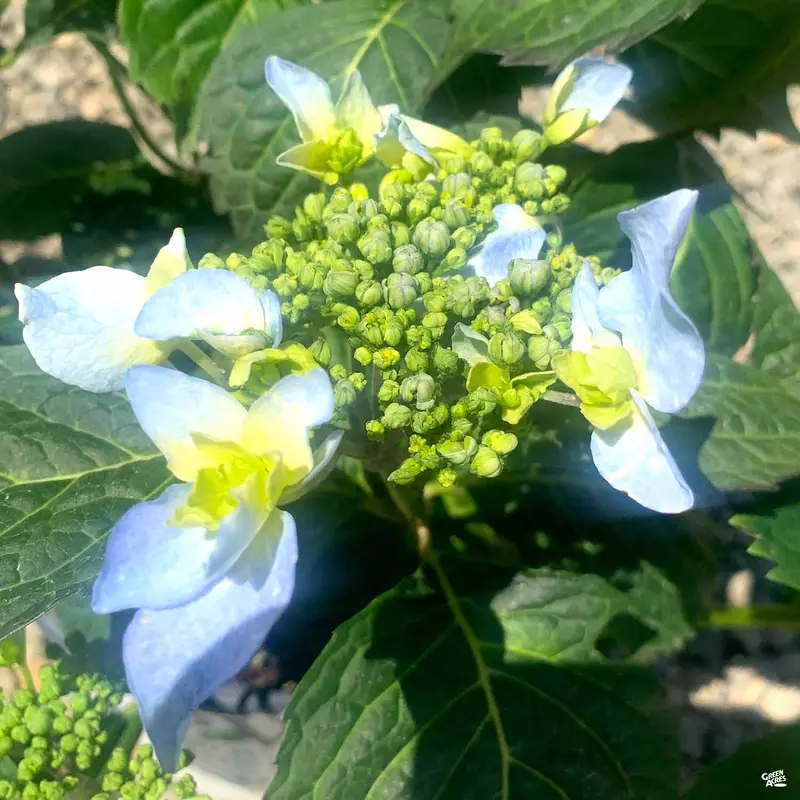 Tuff Stuff Ah-Ha® Reblooming Mountain Hydrangea