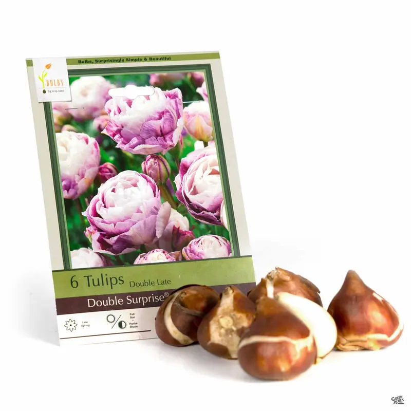 Tulip Double Late Double Surprise®