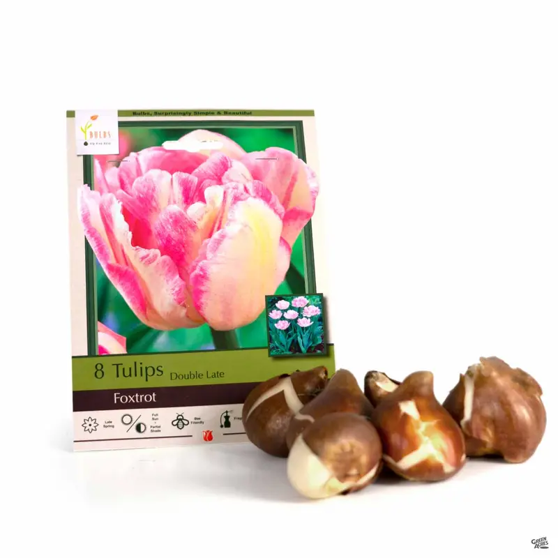 Tulip Double Late 'Foxtrot'