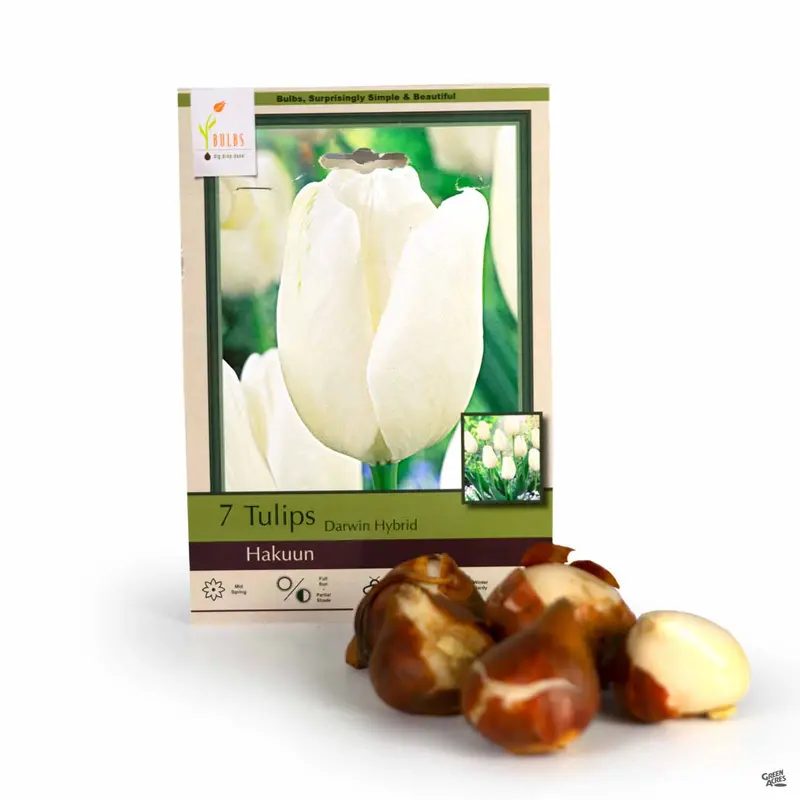 Tulip 'Hakuun'