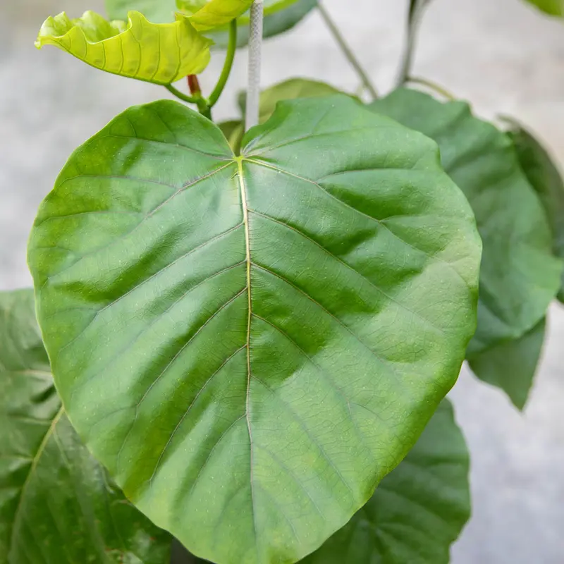 Umbrella Tree Fig