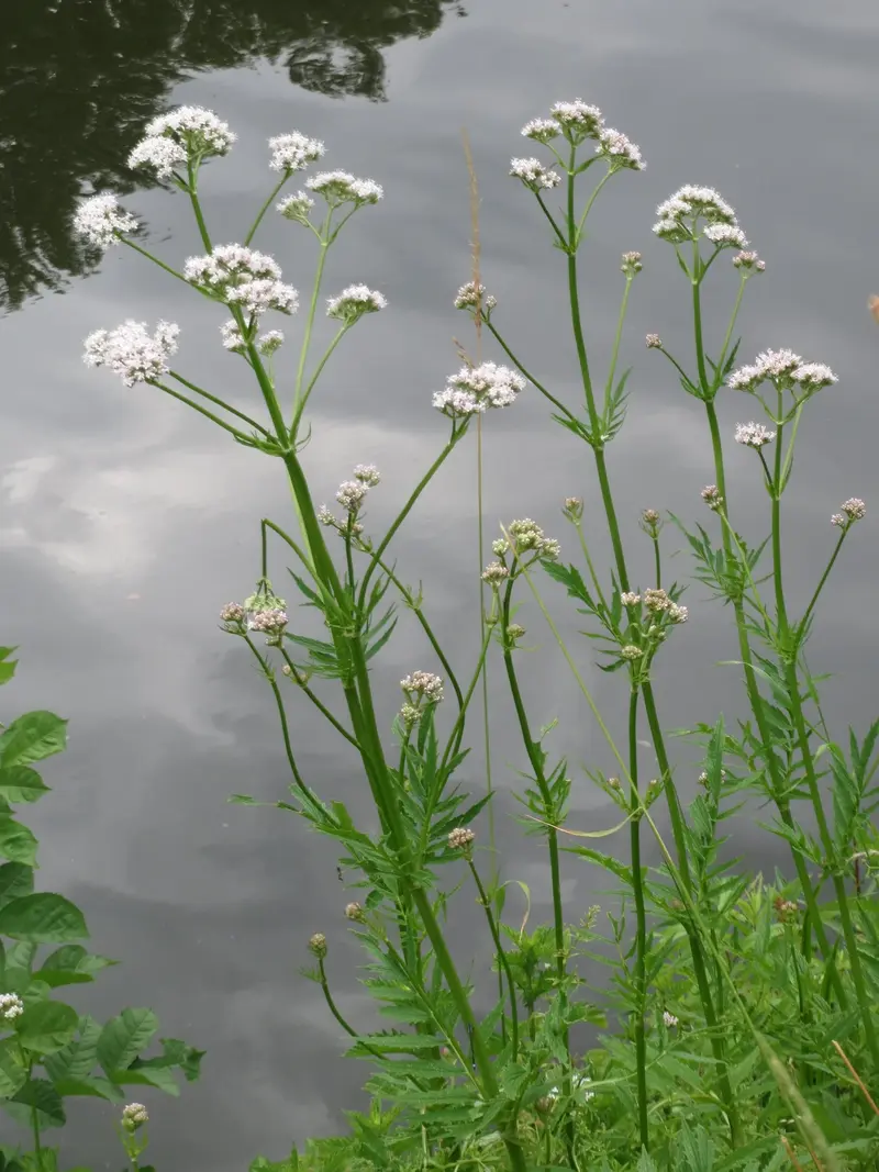Valerian (Valeriana officinalis)